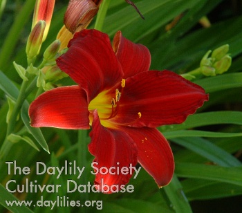 Daylily Baghdad Bank Robbery